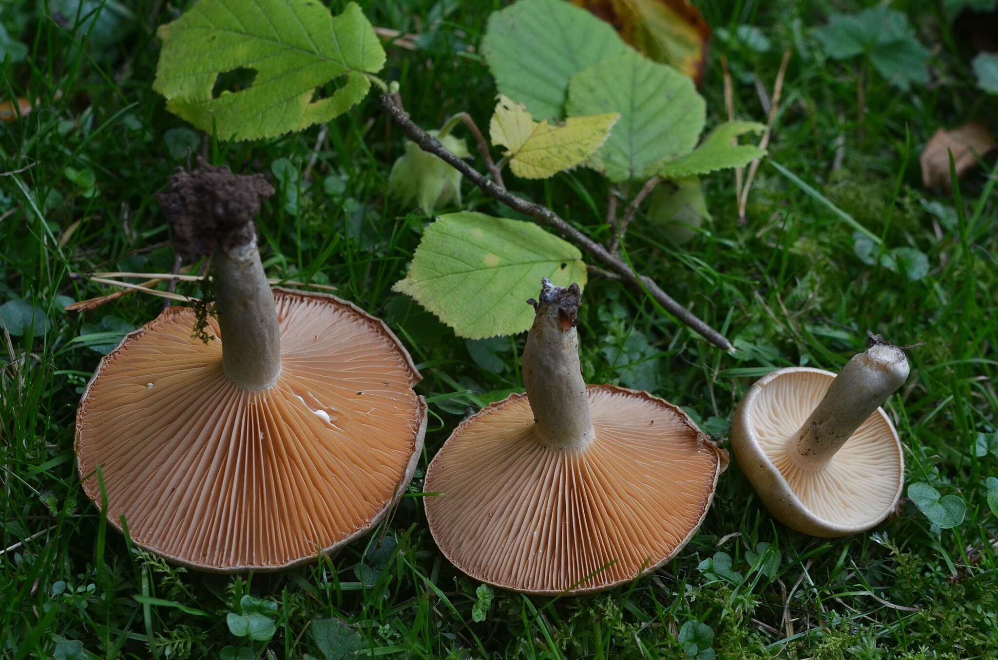 Image of Lactarius pyrogalus (Bull.) Fr. 1838