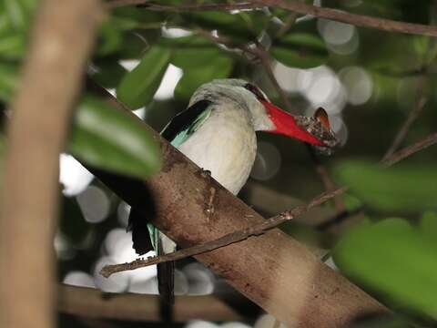 Image of Mangrove Kingfisher