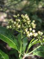 Image of Melicope madagascariensis (Baker) T. G. Hartley