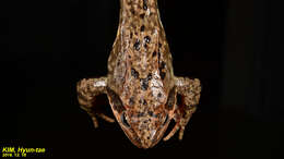 Image of Dybowski's frog