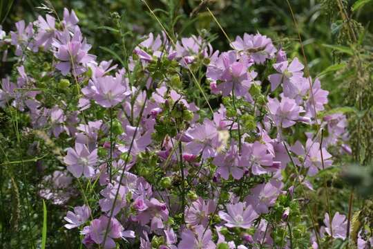 Image of musk mallow