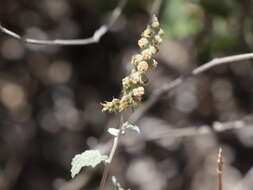 Image of Tucson bur ragweed