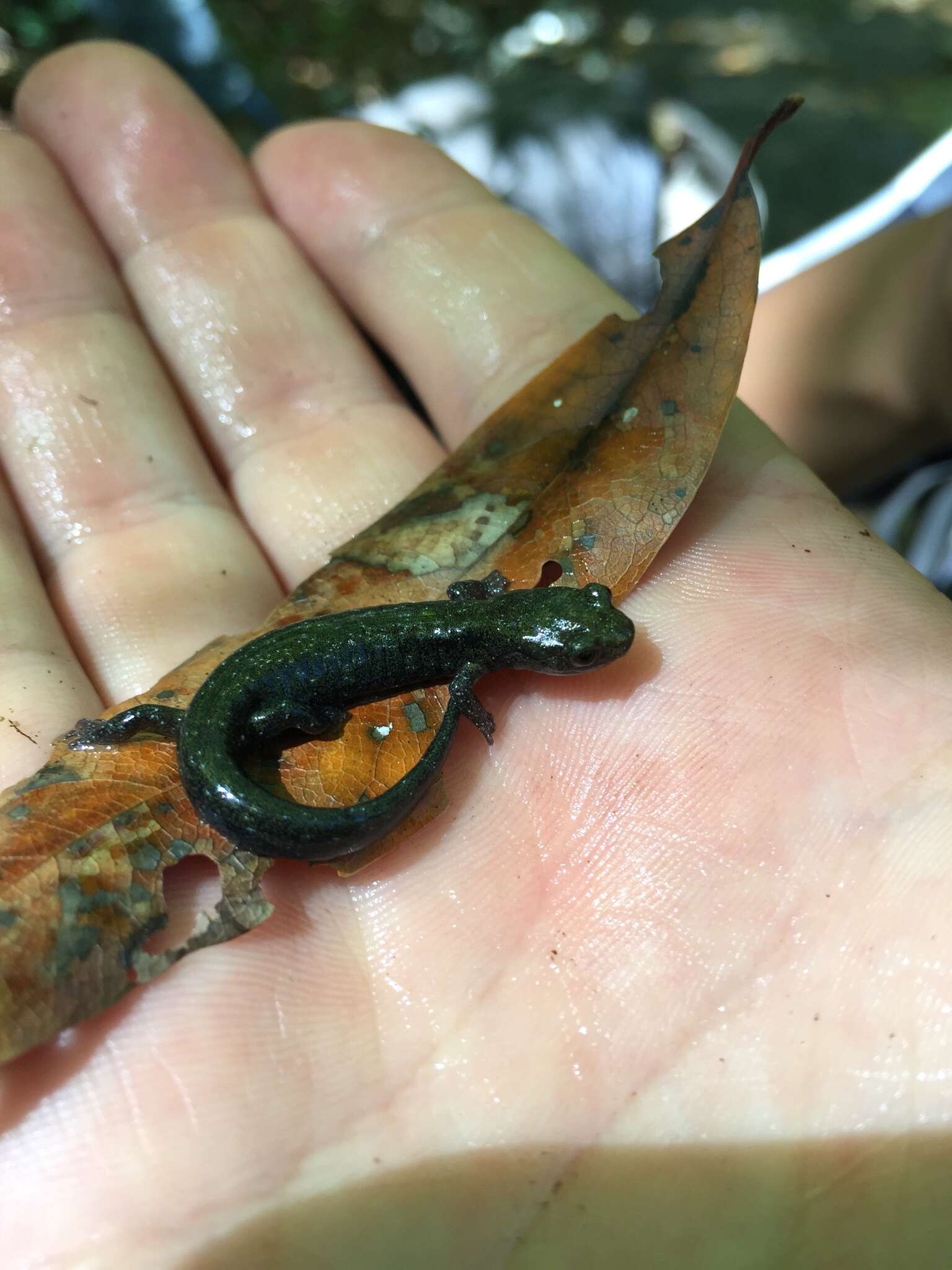 Image of Santa Cruz Black Salamander