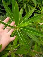 Image of Canary Spurge