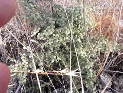 Image of Asparagus acutifolius L.