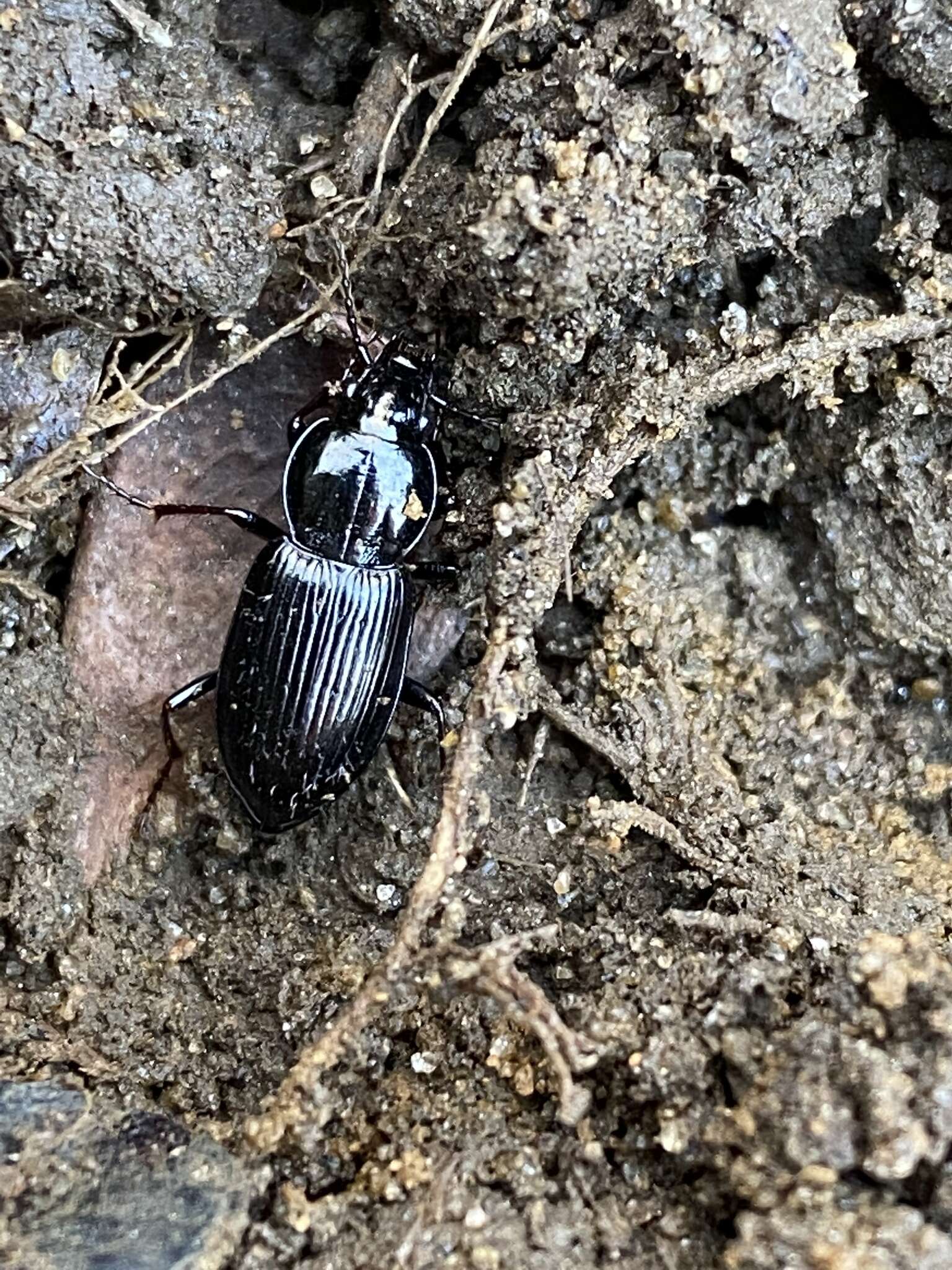 Image of Pterostichus (Bothriopterus) mutus (Say 1823)