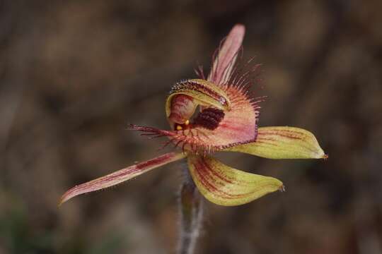 Image of Dancing spider orchid