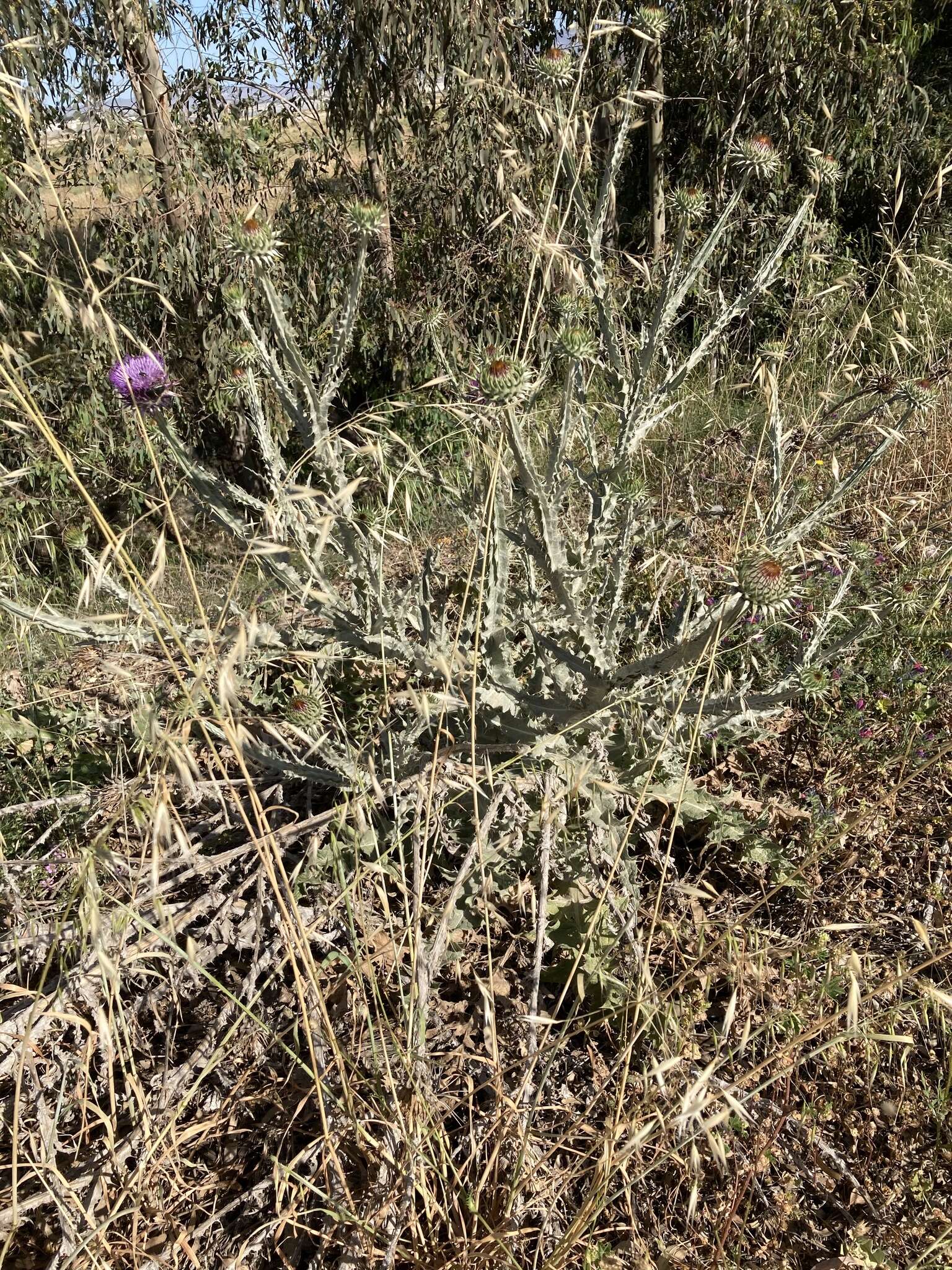 Image of Moor's Cotton Thistle