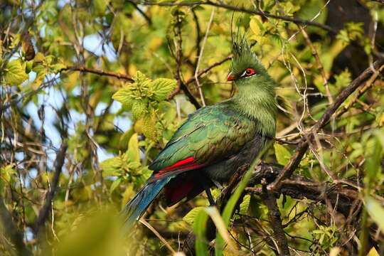 Image of Schalow's Turaco