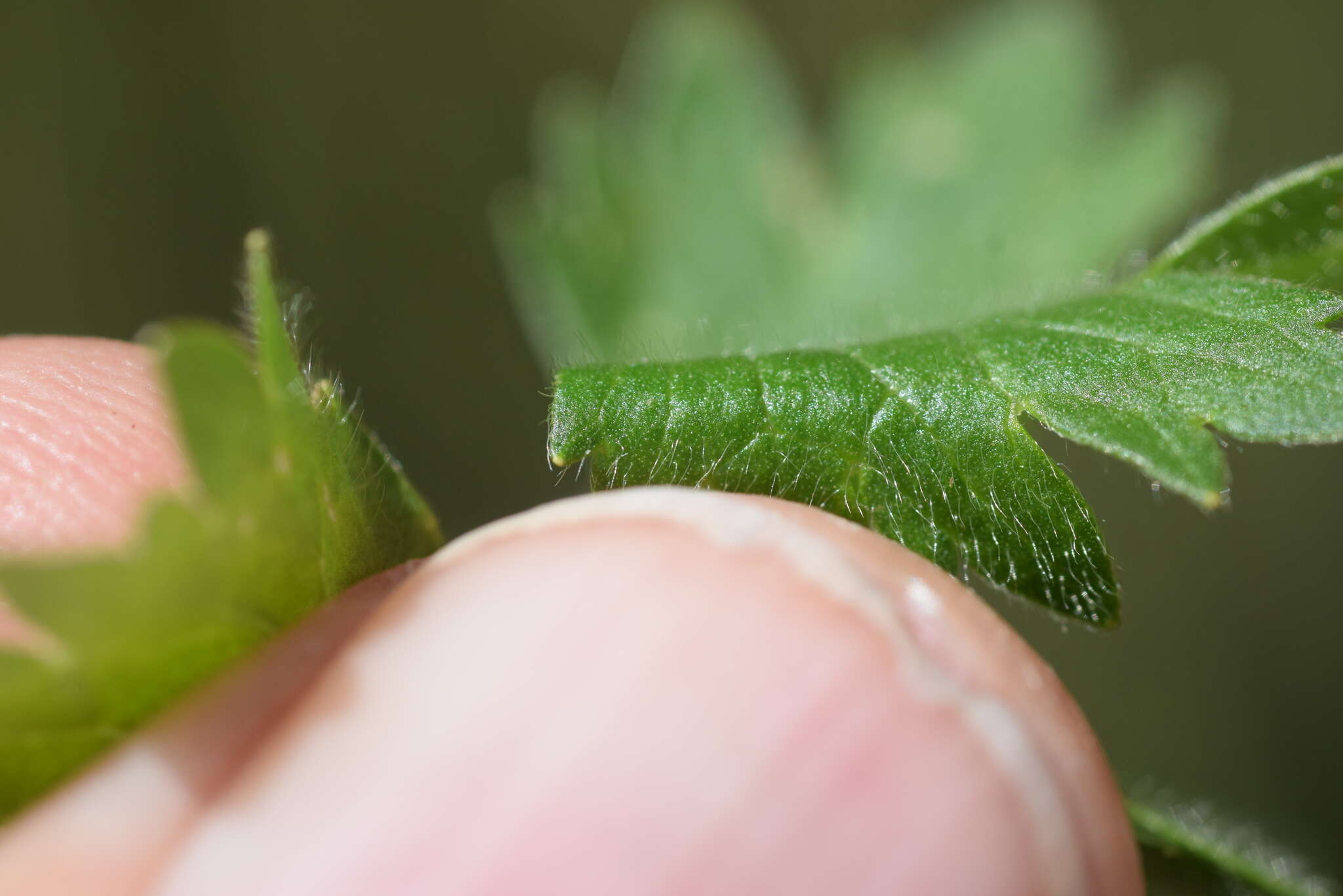 Image of Ranunculus villarsii DC.