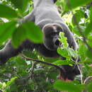 Image of Colombian Woolly Monkey