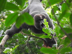 Image of Colombian Woolly Monkey