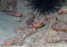 Image of Barred Cardinalfish