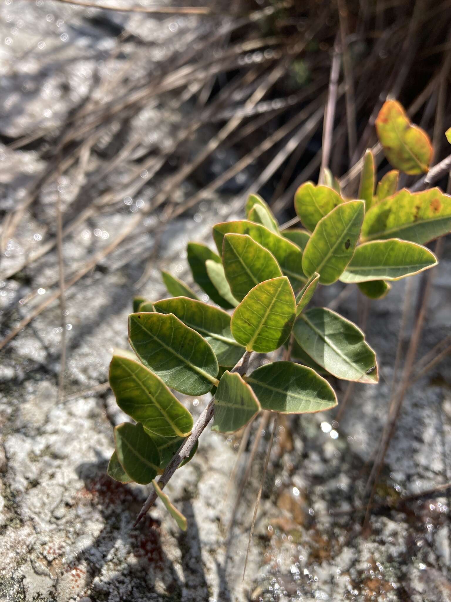 Image of Schinus engleri F. A. Barkley