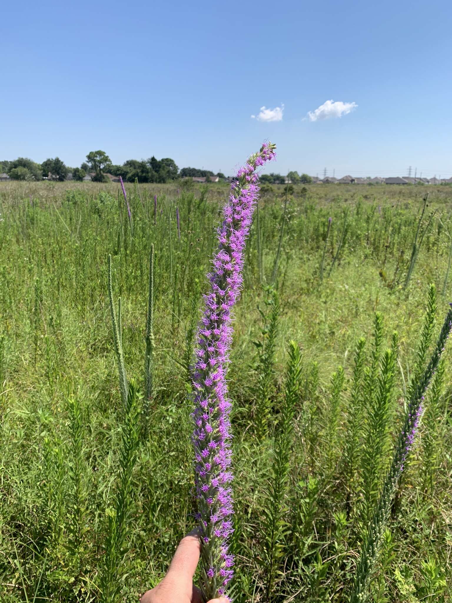 Image of prairie blazing star