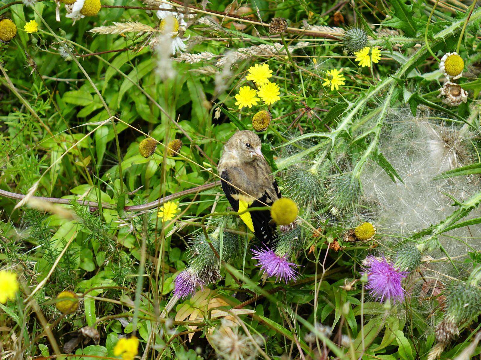 Image of Goldfinch