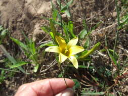 Image of Romulea elliptica M. P. de Vos