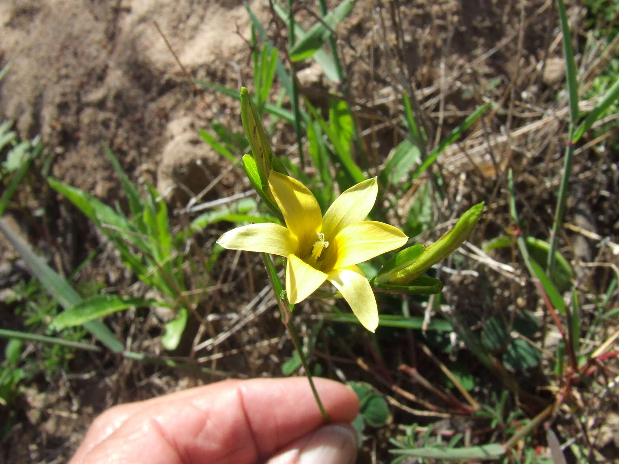 Image of Romulea elliptica M. P. de Vos