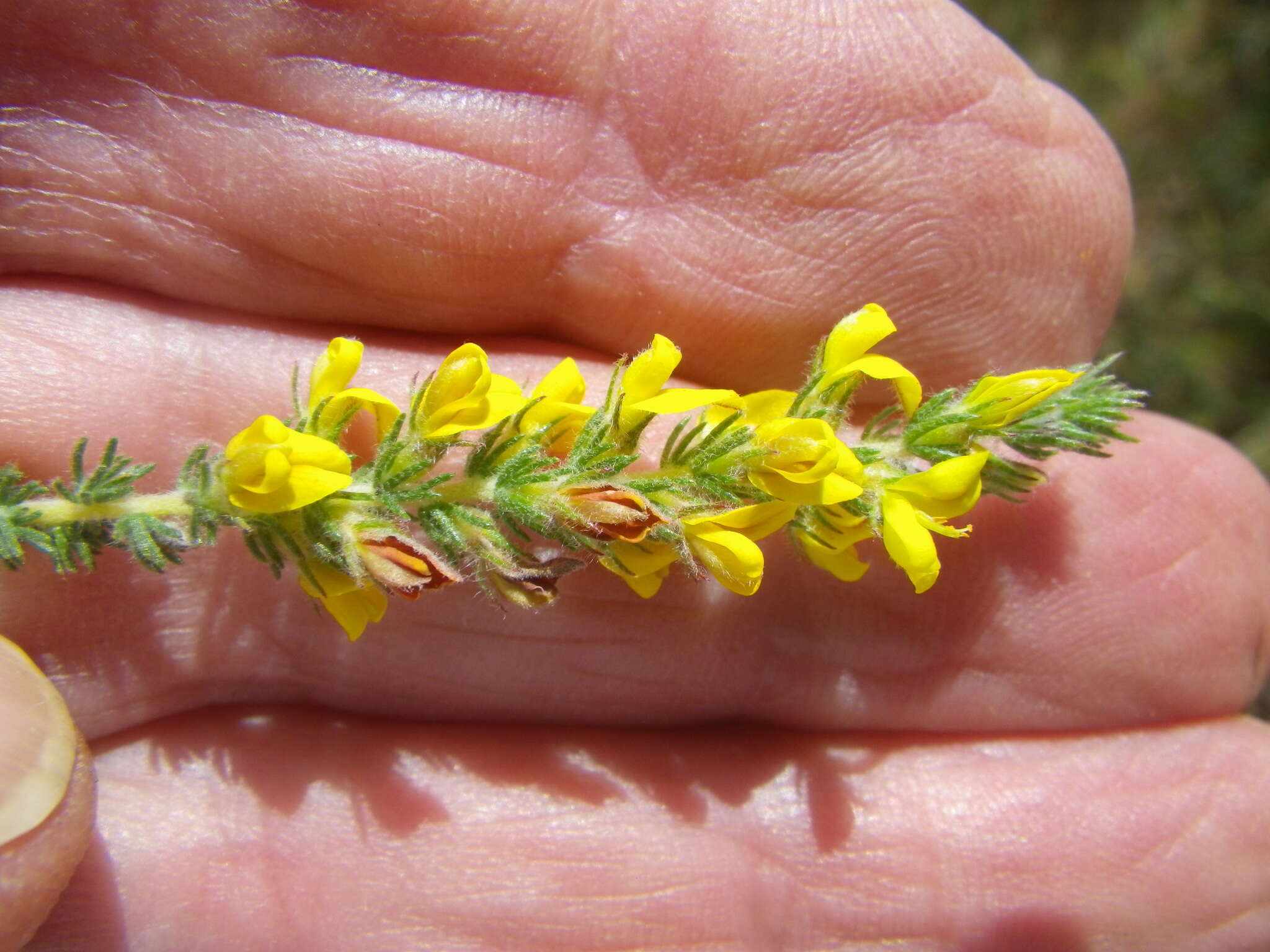 Image of Aspalathus ericifolia subsp. ericifolia