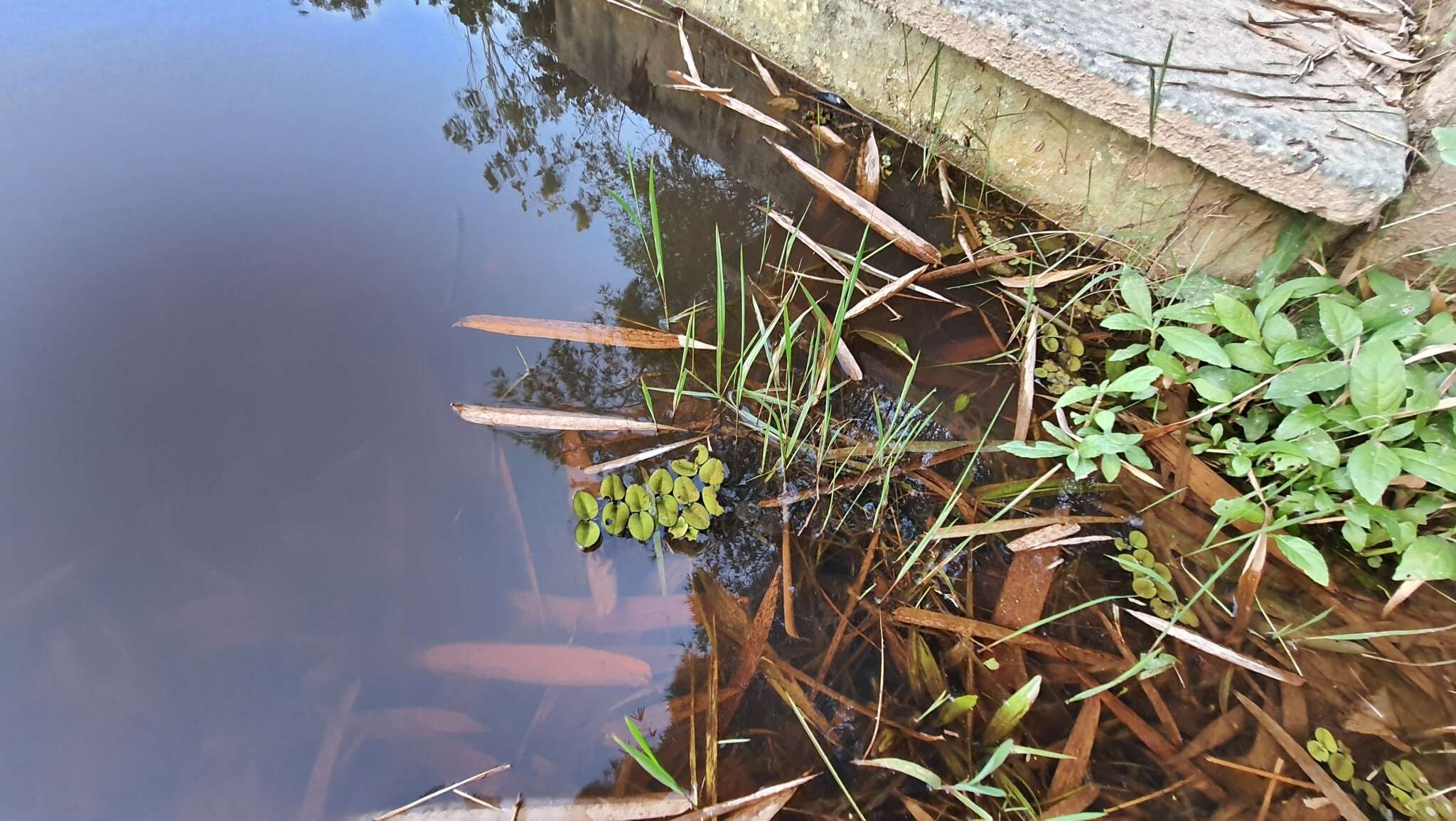 Image of Salvinia radula Baker