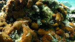 Image of chicken liver sponge