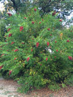 Image of prairie sumac