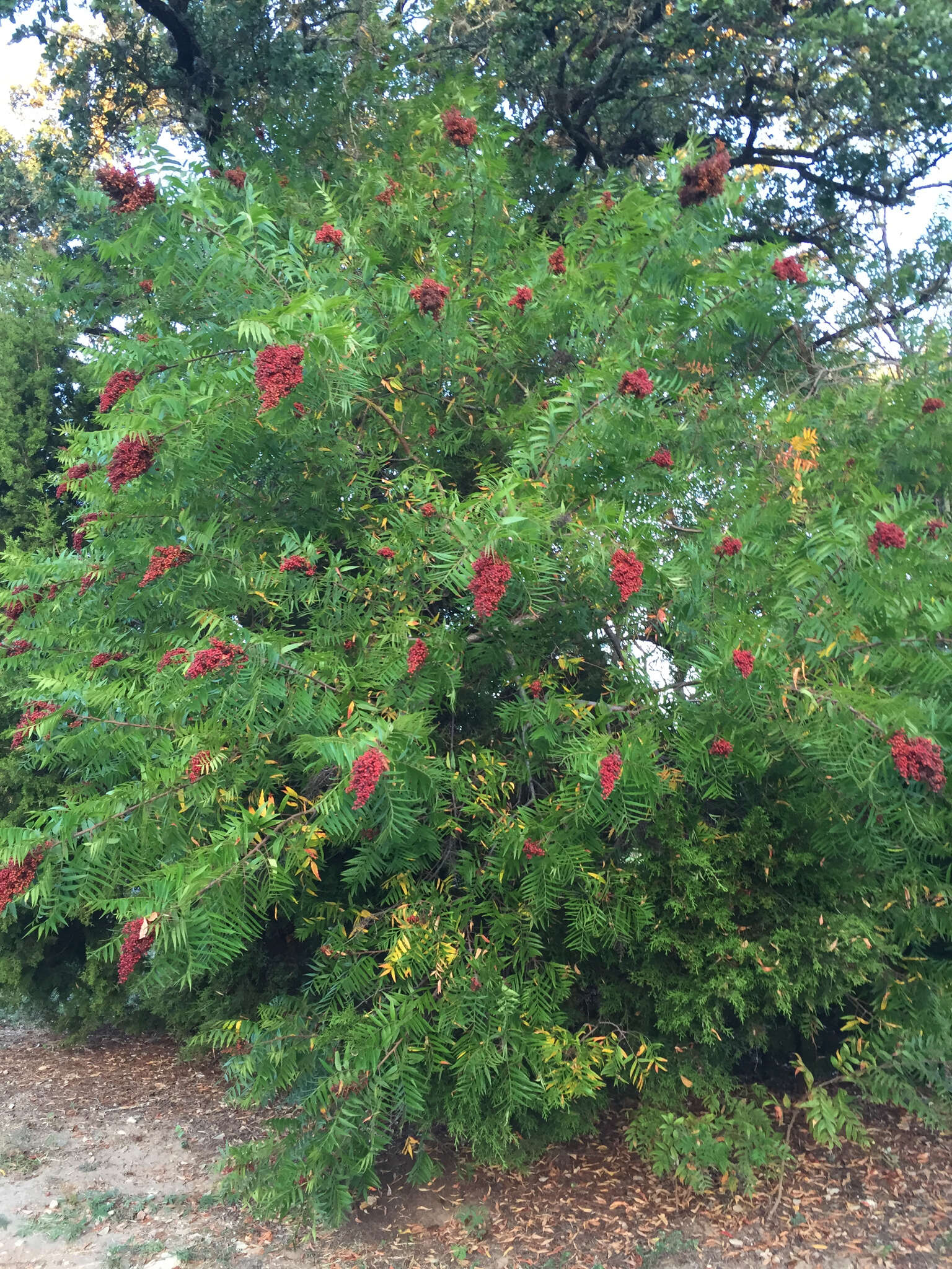 Image of prairie sumac