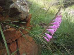 Imagem de Gladiolus varius F. Bolus