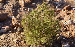 Image of Portulacaria fruticulosa (H. Pearson & Stephens) Bruyns & Klak