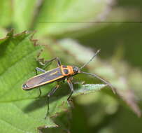 Image of Stenomacra marginella (Herrich-Schaeffer 1850)