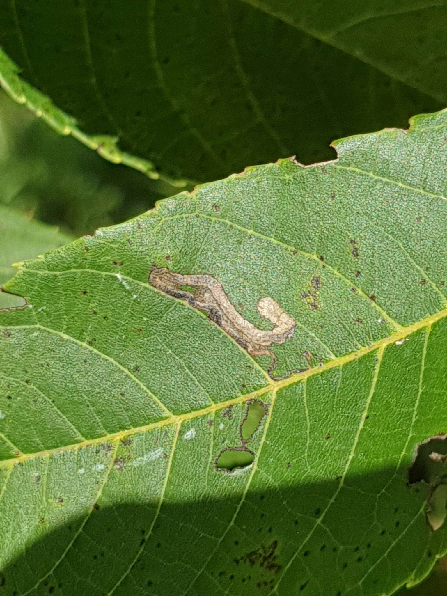 Imagem de Stigmella juglandifoliella (Clemens 1861) Wilkinson et al. 1979