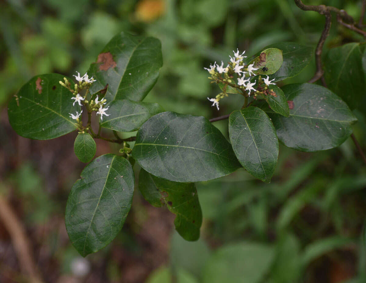 Plancia ëd Ichnocarpus