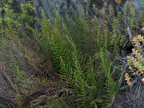 Image of Cheilanthes parviloba (Sw.) Sw.