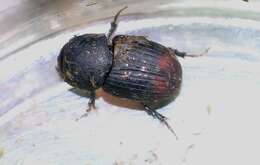 Image of Otophorus