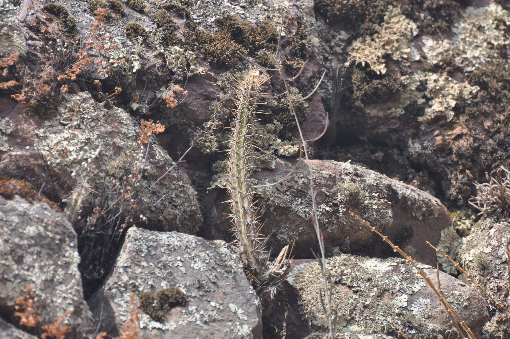 Corryocactus erectus (Backeb.) F. Ritter resmi