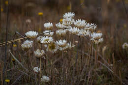 Image of Leucochrysum albicans subsp. tricolor (DC.) N. G. Walsh