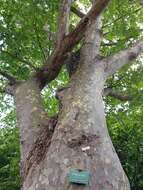 Plancia ëd Platanus orientalis L.