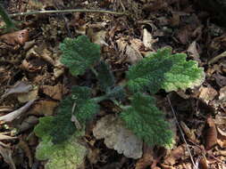 Image of Blumenbachia silvestris Poepp.