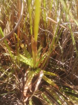 Слика од Juncus lomatophyllus Spreng.