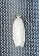 صورة <i>Antaeotricha albulella</i>