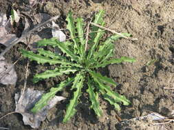 Image of bushy wallflower
