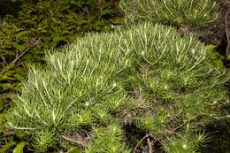 Plancia ëd Cassinia tenuifolia Benth.