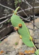 صورة Gymnosporangium amelanchieris E. Fisch. ex F. Kern 1909