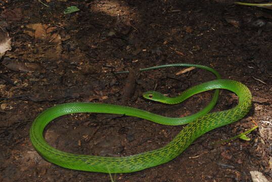 Image of Drymobius chloroticus (Cope 1886)