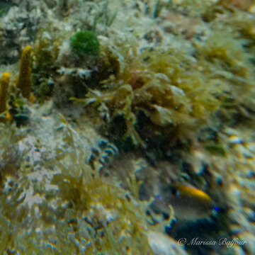 Image of Dusky Damselfish