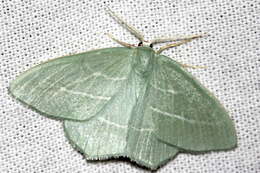 Image of small emerald moth