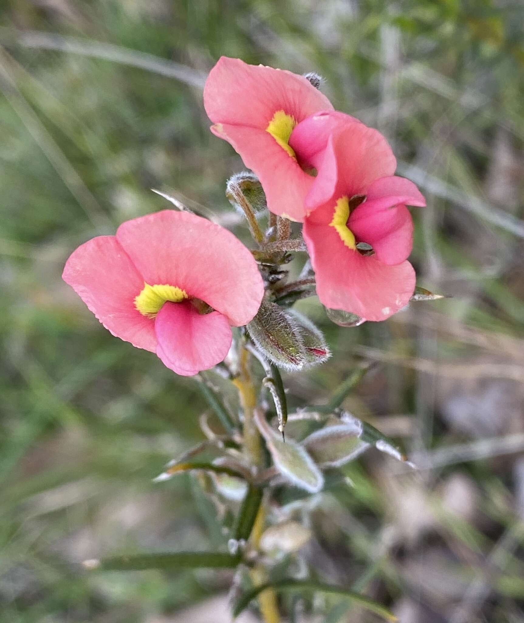 Image of Chorizema aciculare (DC.) A. W. Hill