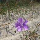 Dianthus gallicus Pers. resmi