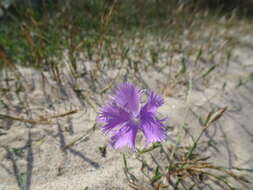 Слика од Dianthus gallicus Pers.