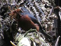 Image of Slaty-backed Chat-Tyrant